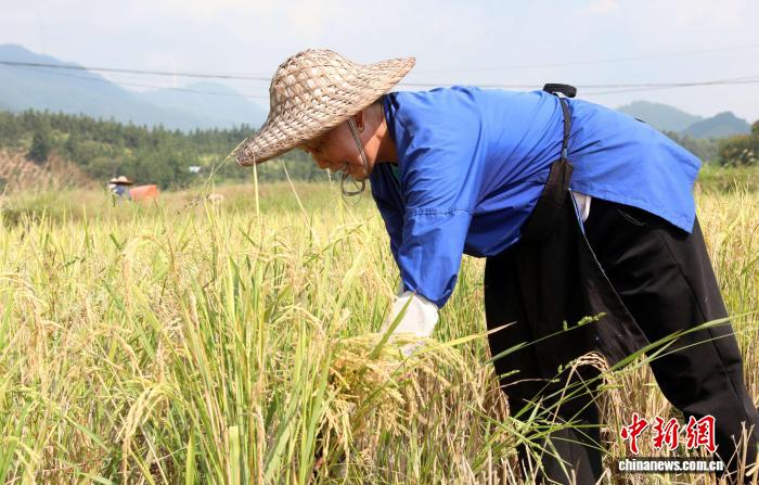 圖為村民在搶收稻穀。龔普康 攝