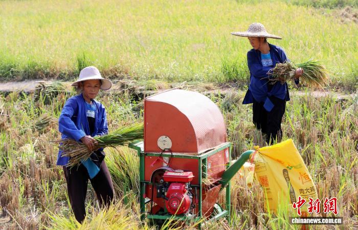 圖為村民在搶收稻穀。龔普康 攝