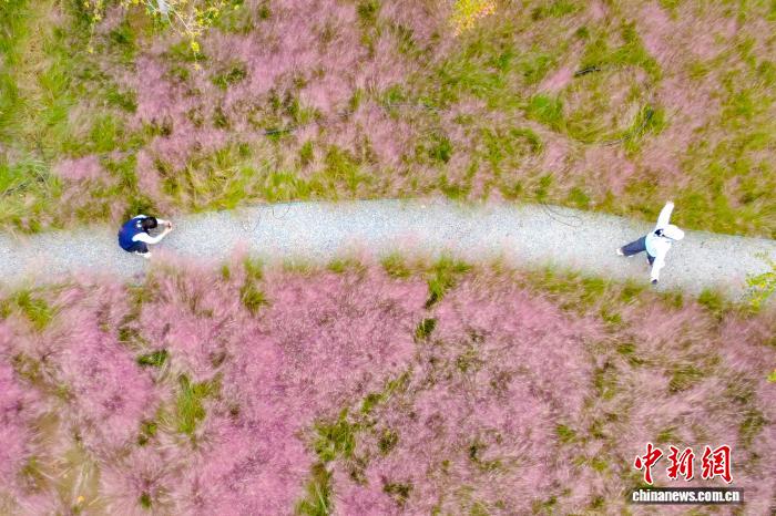 圖為河南鄭州黃河大堤萬灘段,盛開的粉黛亂子草吸引了眾多遊人前來觀賞。(無人機照片) 記者 範曉恒 攝