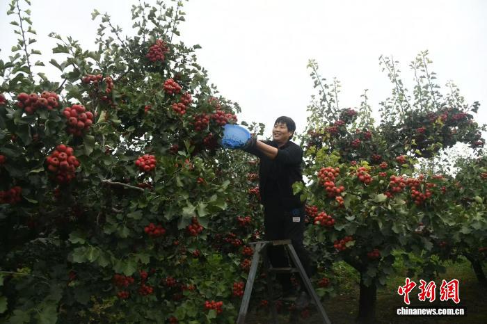 田間地頭，3000餘名果農分工協作，以「快采、快裝、快售」的閉環作業。溫徐旺 攝