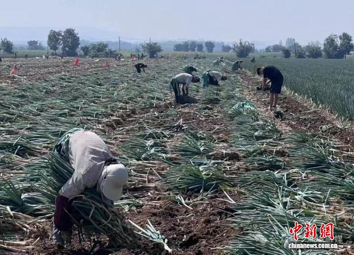 工作人員在捆蔥。張蕊心攝