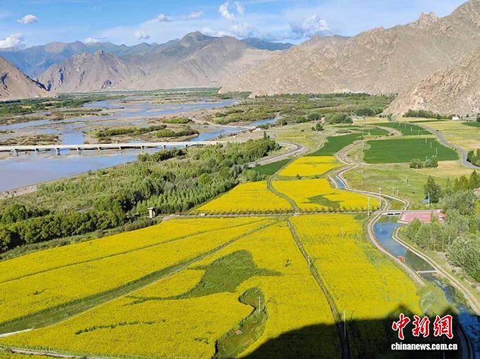 西北農林科技大學團隊攻克西藏油菜種植「寒旱」難題。西北農林科技大學供圖