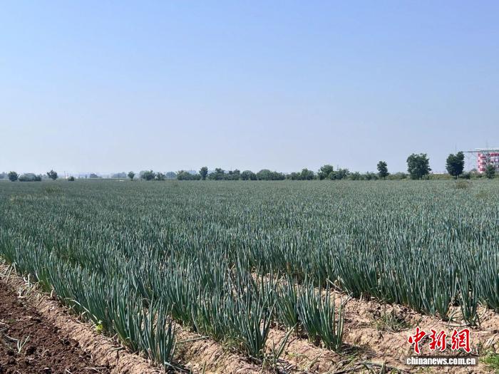圖為山西長治潞城區翟店街道西天貢村的700多畝旱地大蔥。張蕊心攝