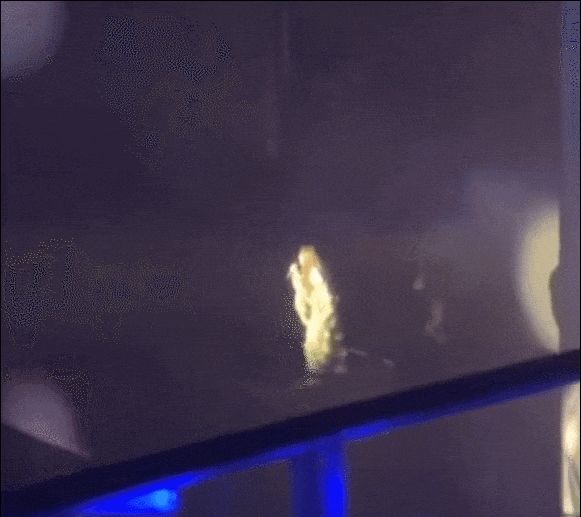 现场图片显示，张靓颖跌落的升降台大约有两米多高，工作人员上前查看张靓颖情况。