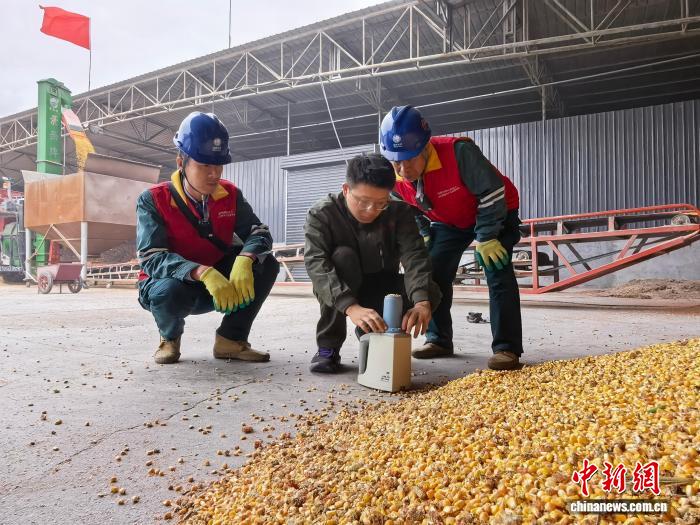 近日，山西臨汾，供電人員走進當地最大的糧食烘乾點，對涉及秋糧烘乾的供電線路開展特巡。國網臨汾供電公司供圖