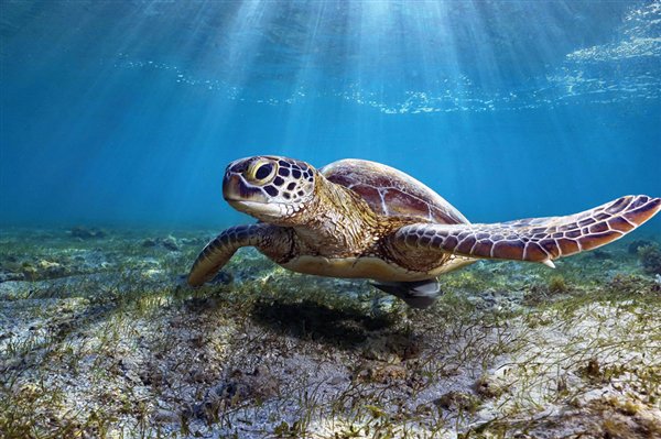 乌龟为什么不吃乌龟料 21c2-2fa2b9bad6f9cb48299f6188a3133324.jpg