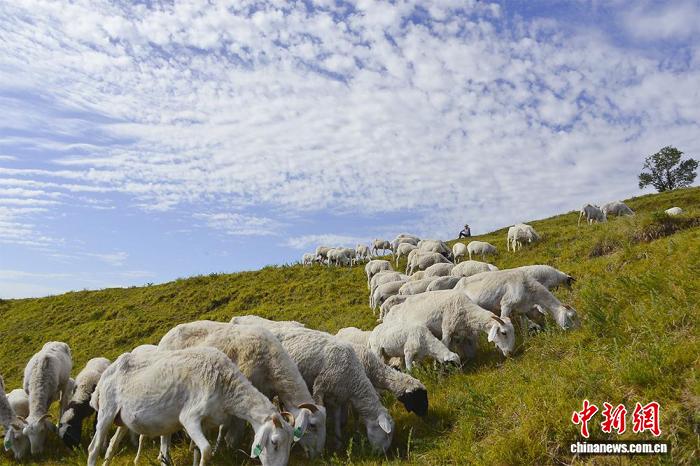 甘肅臨夏州東鄉縣牧羊人與羊群。(資料圖)東鄉縣委宣傳部供圖