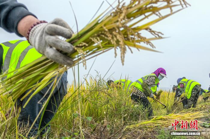 10月15日，工人在天津港東疆港區收穫「海水稻」。中新社記者 佟鬱 攝