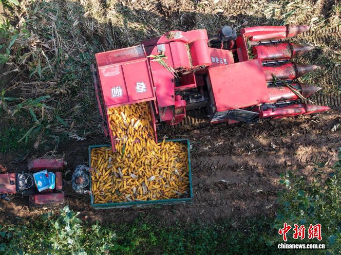 10月14日,在山東省聊城市茌平區杜郎口鎮張海子村,農機手駕駛履帶式收割機搶收玉米。(無人機照片)馬紅坤 攝