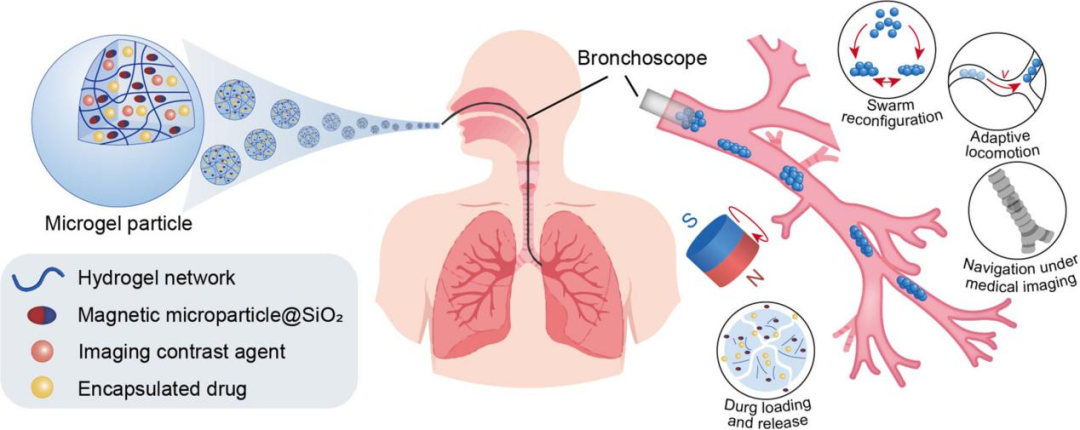 圖丨用於支氣管內靶向遞送的磁性微機器人集群(來源:Science Advances)