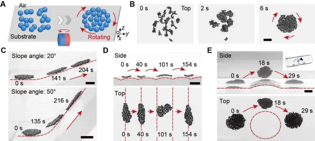 圖丨微機器人集群生成與運動（來源：Science Advances）