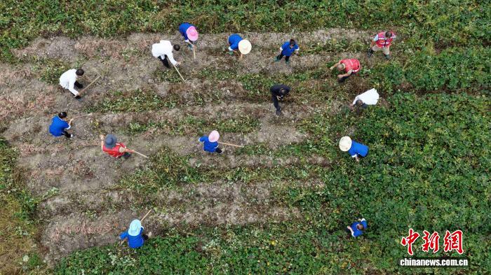 圖為村民在採收紅薯。龔普康 攝