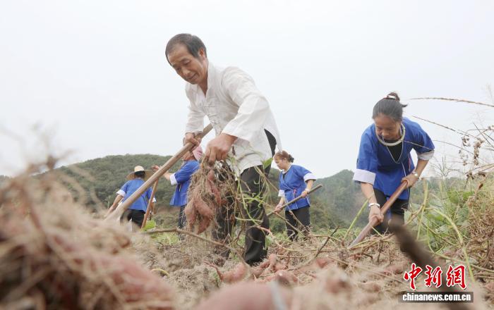 圖為村民在採收紅薯。龔普康 攝