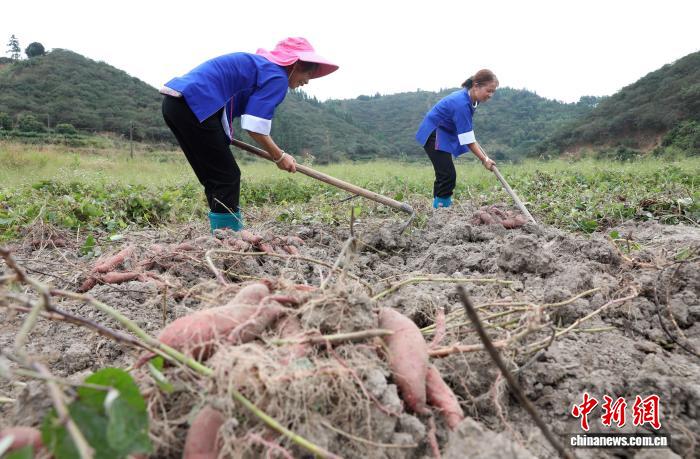 圖為村民在採收紅薯。龔普康 攝