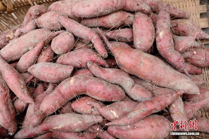 圖為當地高山紅薯。龔普康 攝