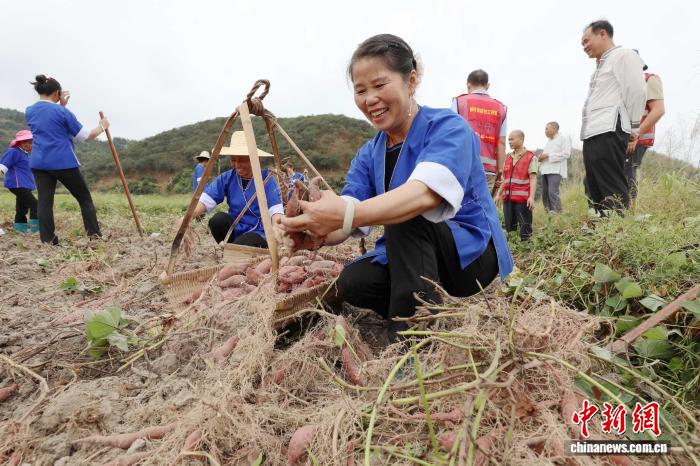 圖為村民在採收紅薯。龔普康 攝