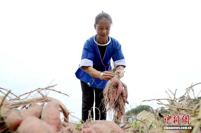 圖為村民在採收紅薯。龔普康 攝