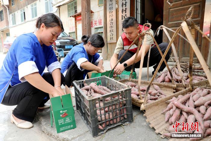圖為村民將採收回的紅薯裝箱。龔普康 攝