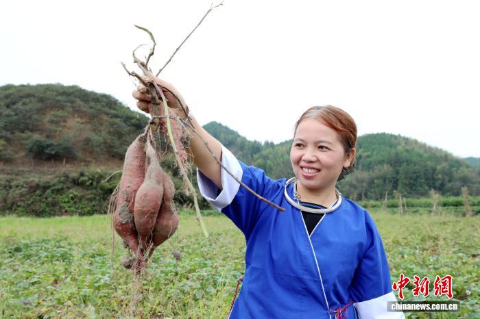 圖為村民展示當地高山紅薯。龔普康 攝