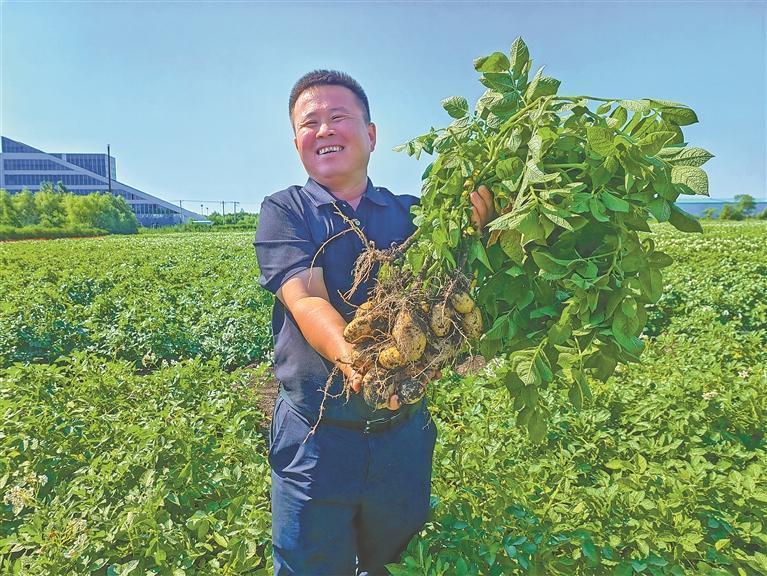 马铃薯长势良好(资料片)。王亚光摄