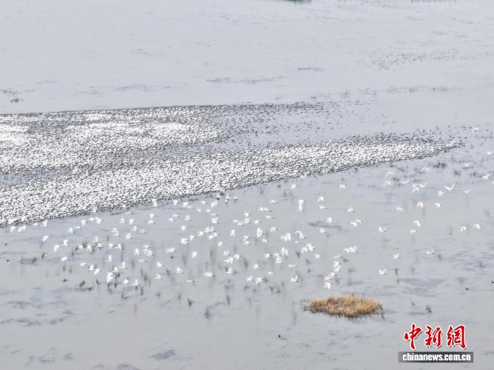 10月17日，吉林鎮賚，大批候鳥在雪後的莫莫格濕地活動。潘晟昱 攝
