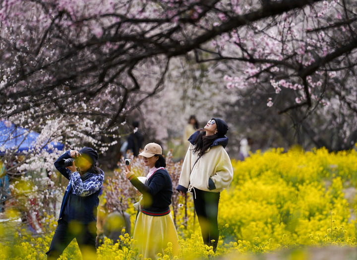 2025年4月2日,游客在西藏林芝市巴宜区嘎拉村赏桃花。新华社记者 晋美多吉 摄