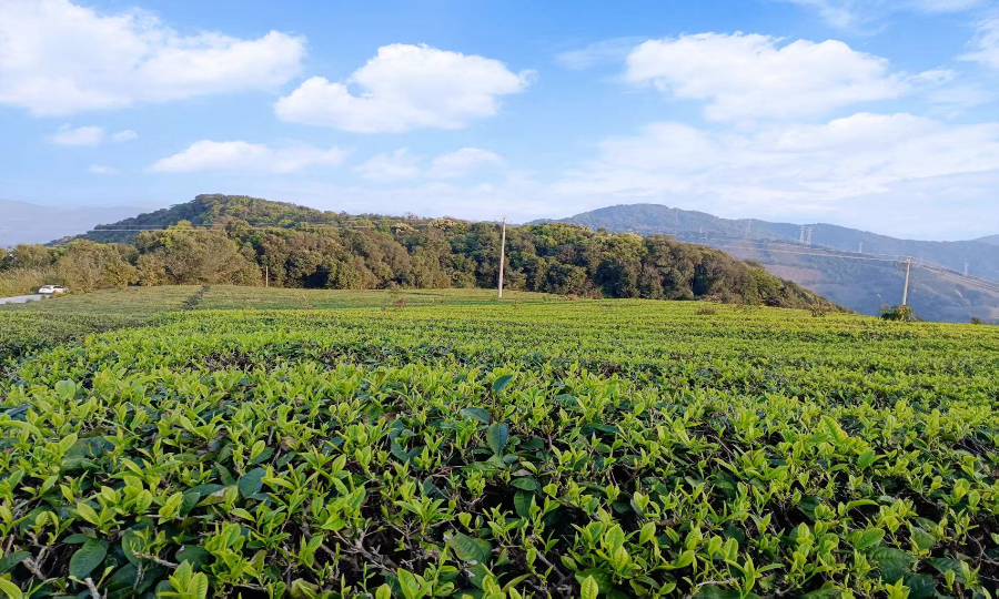 瑶歌里的“山海情”