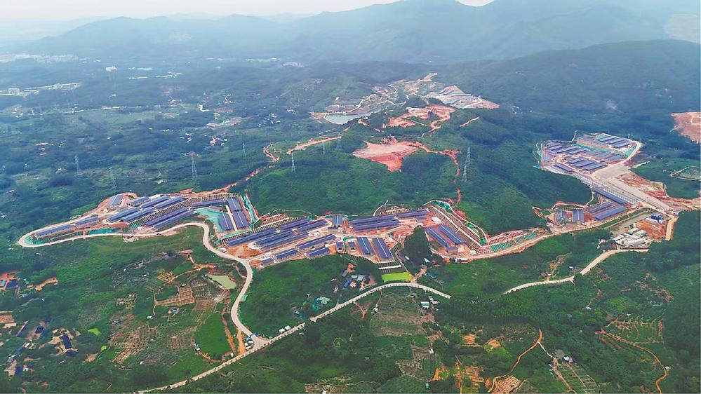 诏安迎来“宁夏牛” 闽宁再续“山海情”