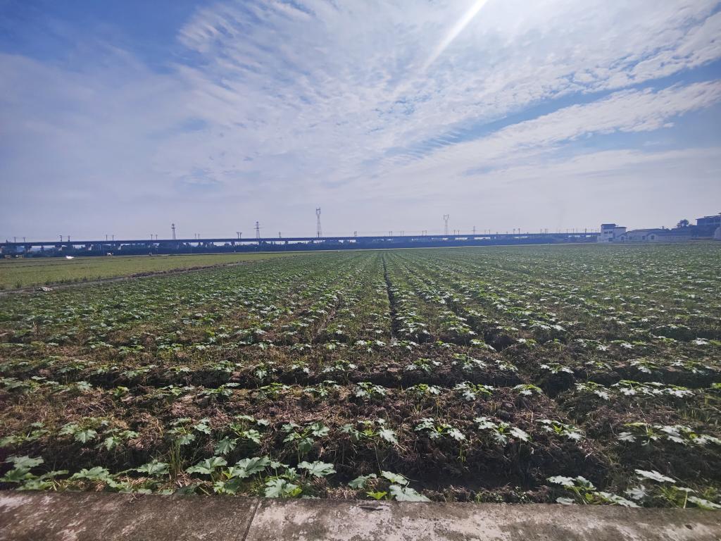 这是10月14日拍摄的四川省眉山市东坡区永丰村高质量农田。新华网 李然 摄