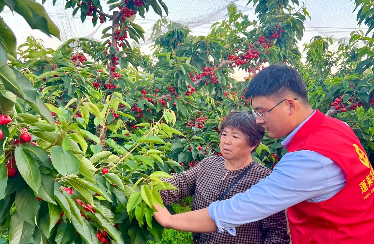 蓬莱农商银行客户经理(右)走访樱桃种植户。范雪琳/摄