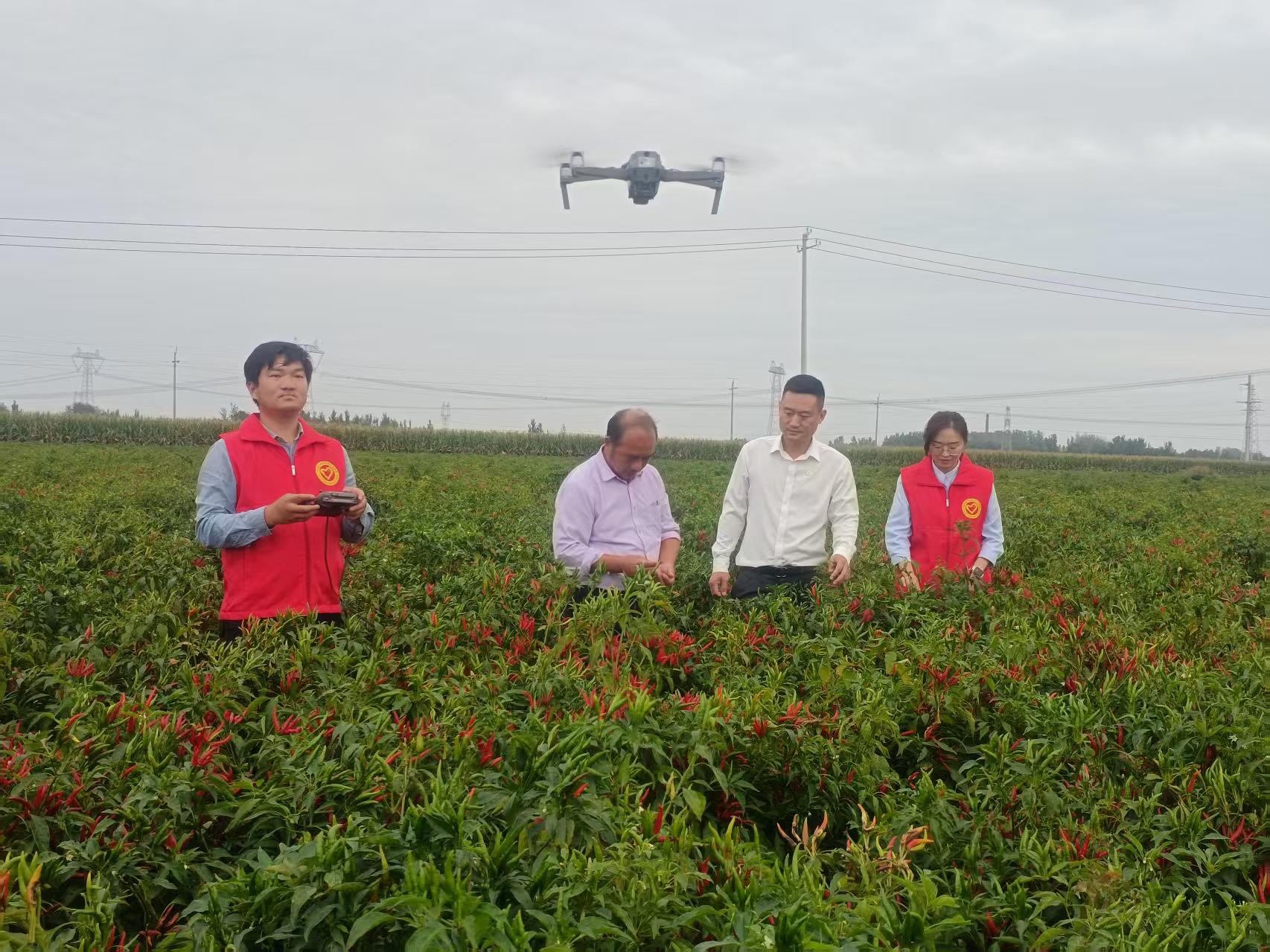 中国人寿财险聊城市中心支公司专业人员到阳谷县辣椒生产基地了解辣椒产业风险保障和生产销售情况。崔广勋/摄