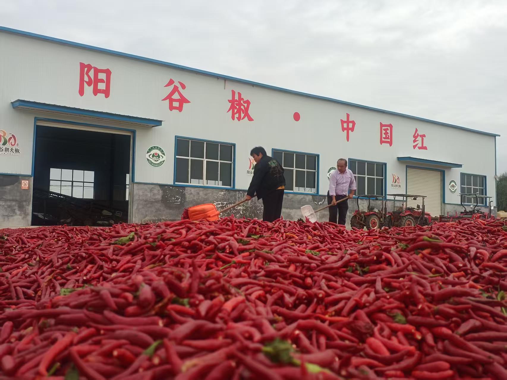 在阳谷县,种植户正在晾晒朝天椒。崔广勋/摄