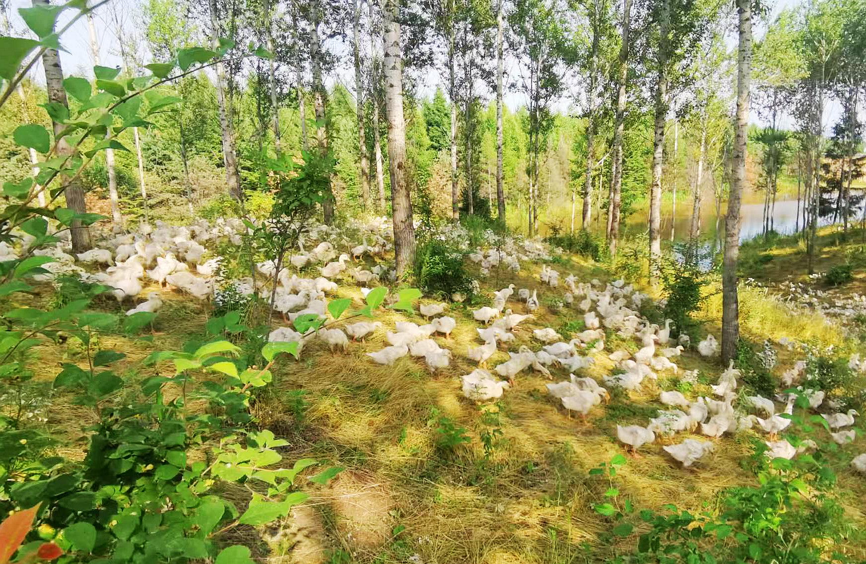 优渥的生长环境