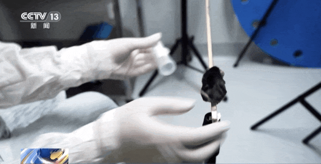 4只小鼠“航天员”要上天了,“魔鬼”训练画面曝光