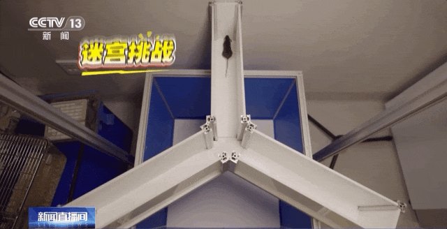 4只小鼠“航天员”要上天了,“魔鬼”训练画面曝光