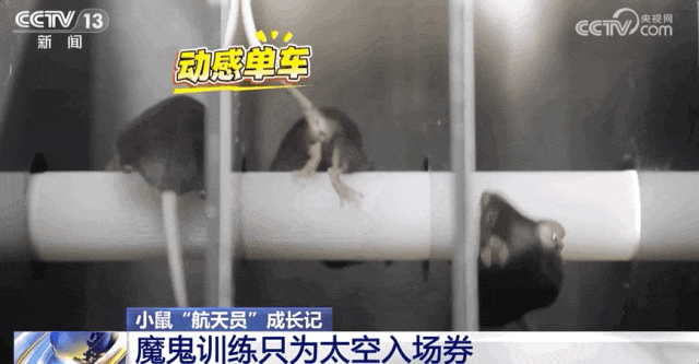 4只小鼠“航天员”要上天了,“魔鬼”训练画面曝光