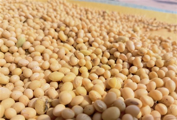 哪里的大豆做豆腐最好呢 2f9a-daf23a9202ffd729e4479fb2f3833851.jpg