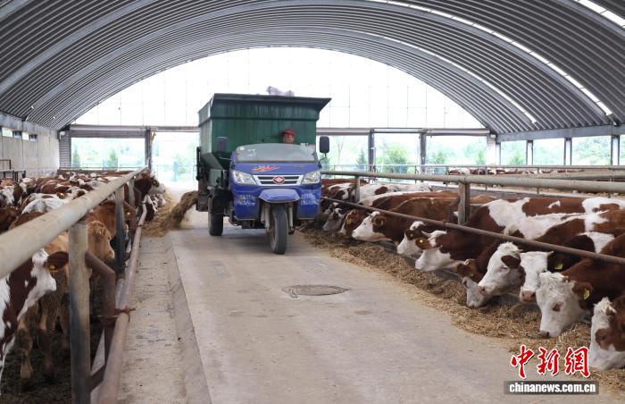 深秋時節，甘肅省慶陽市西峰區耀輝養殖農民專業合作社，工人為養殖的牛群添食。盤小美 攝