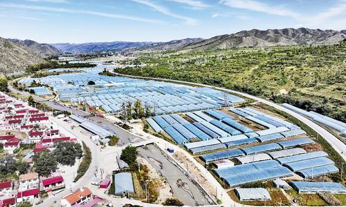 9月20日拍摄的崇礼区万家乐蔬菜有限公司大棚。 武殿森摄