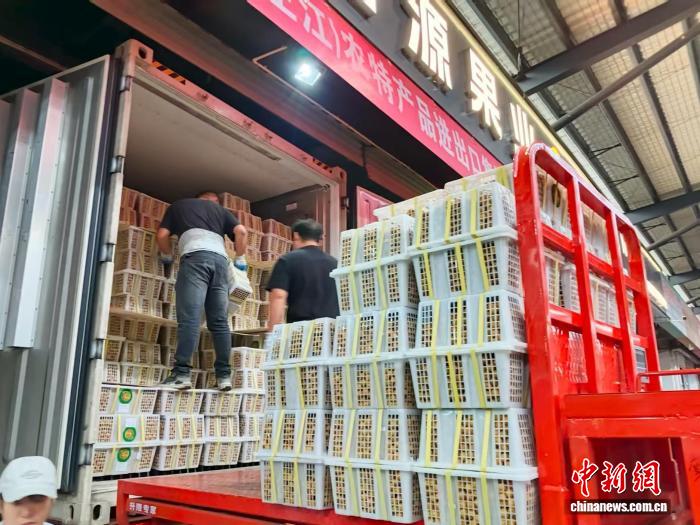 泰國龍眼從銷售地倉庫快速進入市場。雷明雄 攝