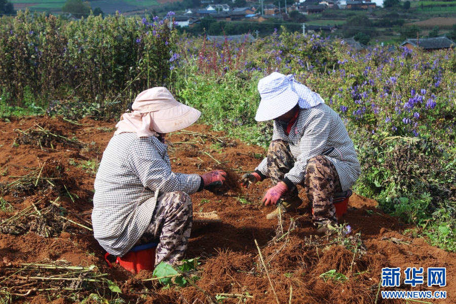 村民正在採收種植的中藥材（10月24日攝）。新華網發