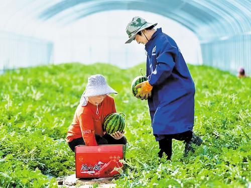 9月26日，在张北县郝家营乡现代设施农业园区温室大棚内，工人在摘西瓜。 姚剑双摄