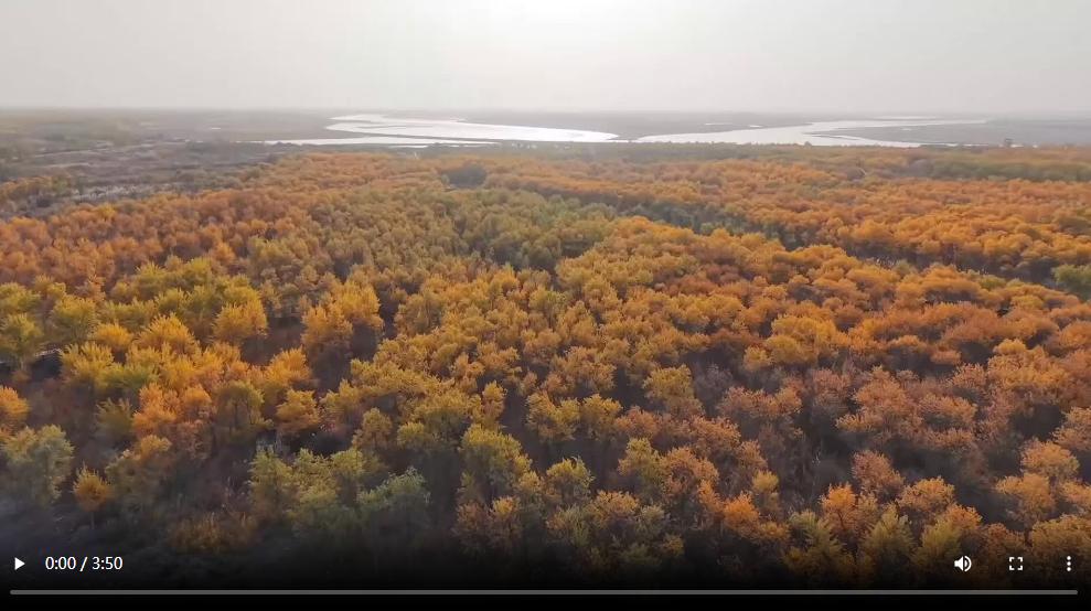 戈壁新画卷：留学生眼中的阿拉尔蜕变