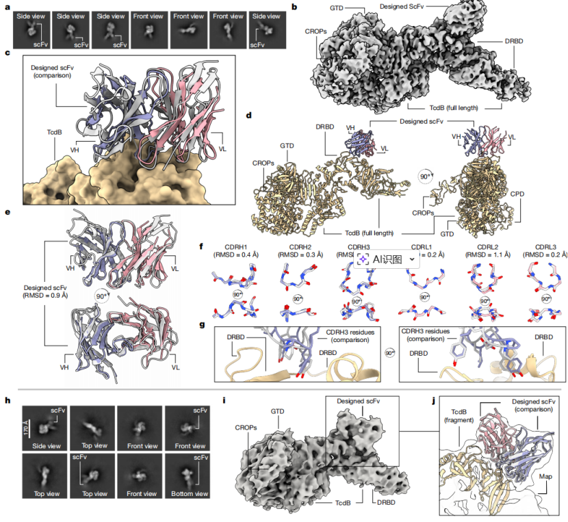 （來源：https://www.nature.com/articles/s41586-025-09721-5）