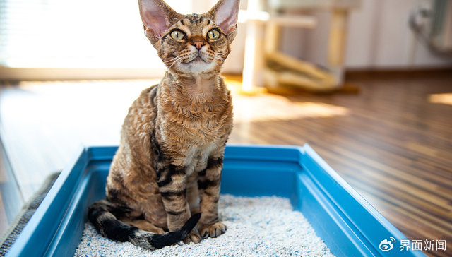 一公斤猫砂比大米还贵，为何还是不怎么赚钱？