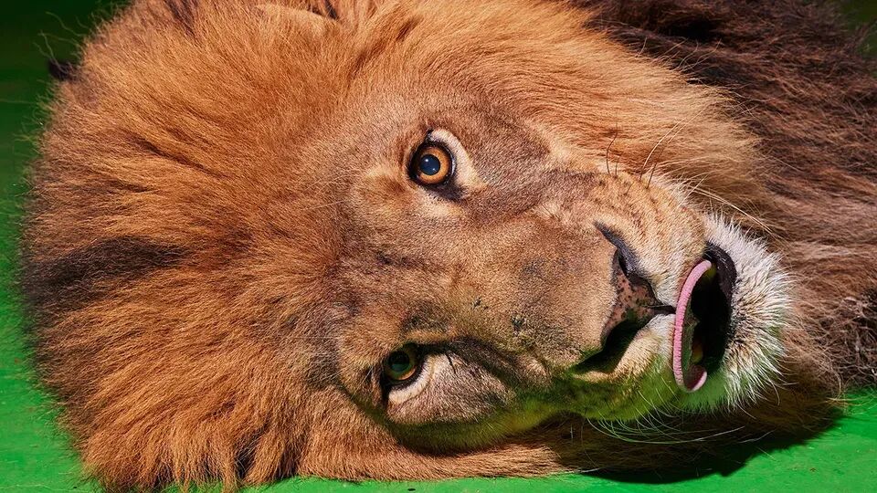 AI追蹤出來的荷李活最後的雄獅