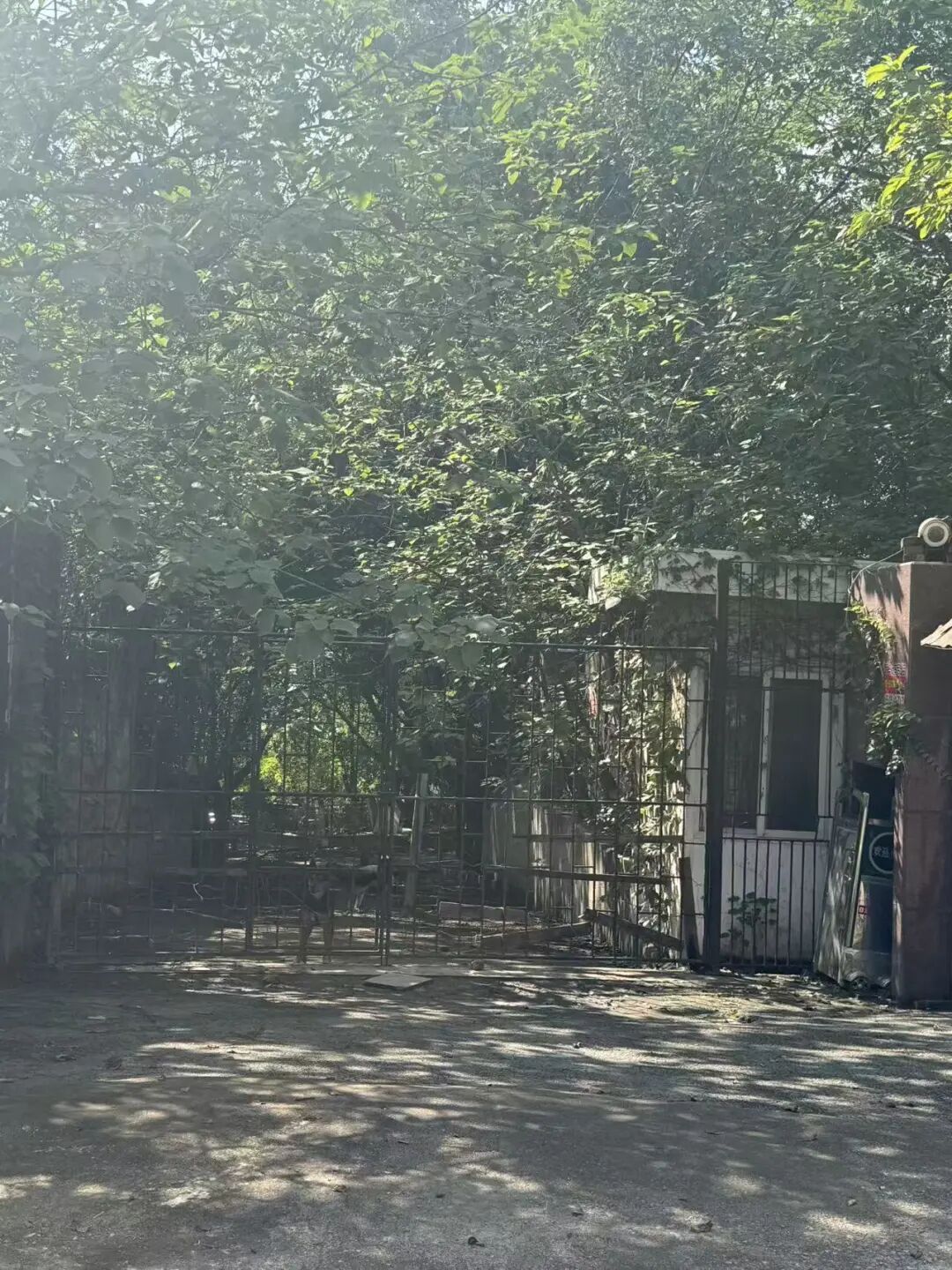 看守合成集团寸滩老厂的大狗 每经记者 鄢银婵 摄