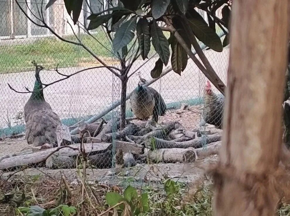 浙江舞台设计研究院内养的孔雀 每经记者 黄鑫磊 摄