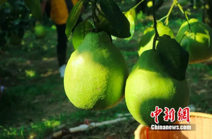 圖為梅州金柚。溫竹蘭 攝