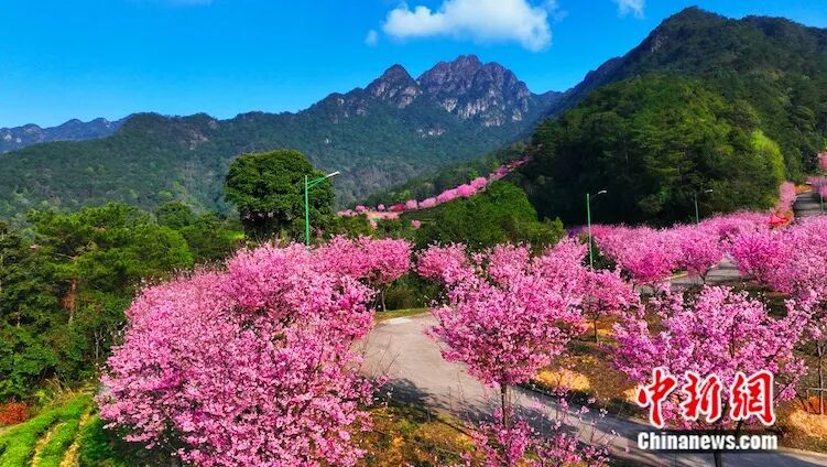 圖為陰那山櫻花園。沈威 攝